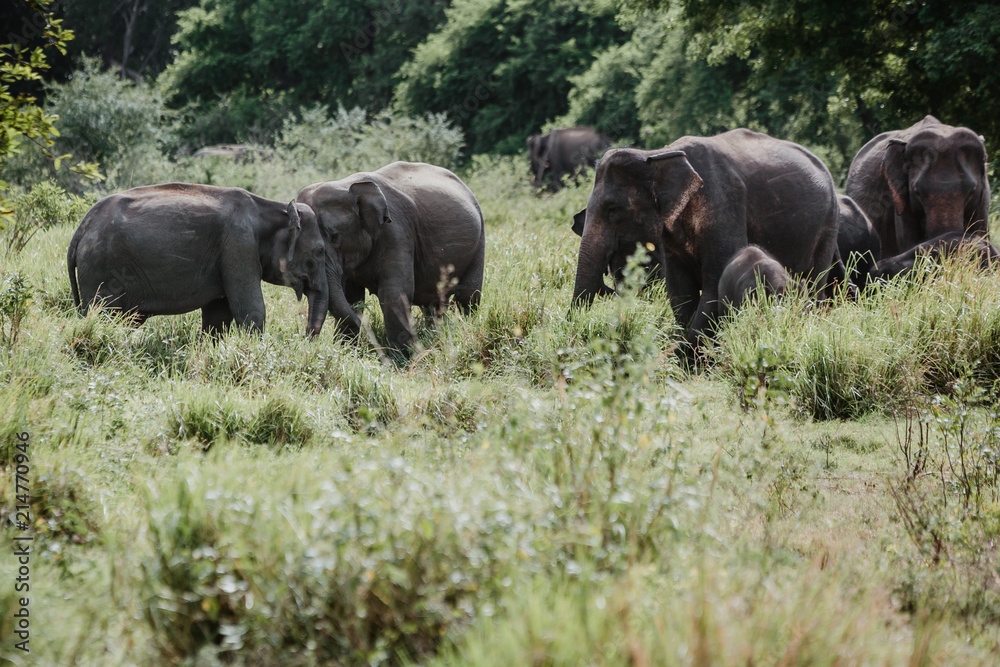 Elephants in a National Park from Sri Lanka