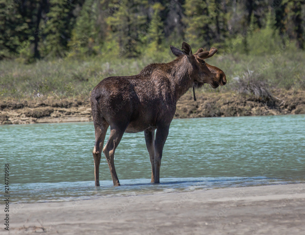 Moose 2 Moose 2