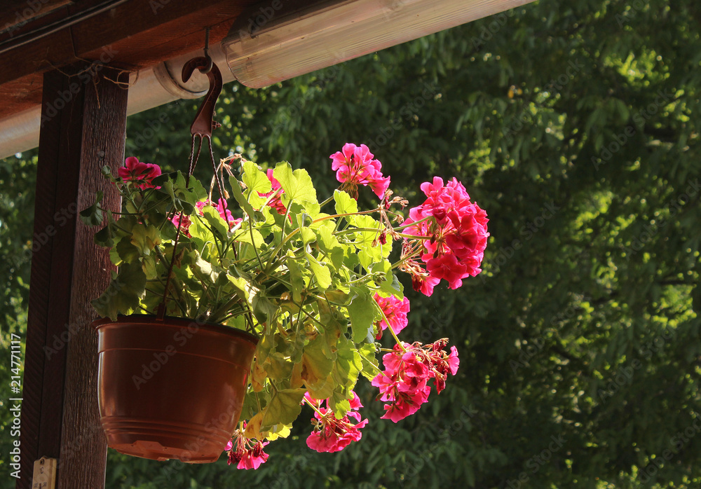 Summer in the garden - hanging flower pot with beautiful pink flowers of Geranium (Pelargonium)