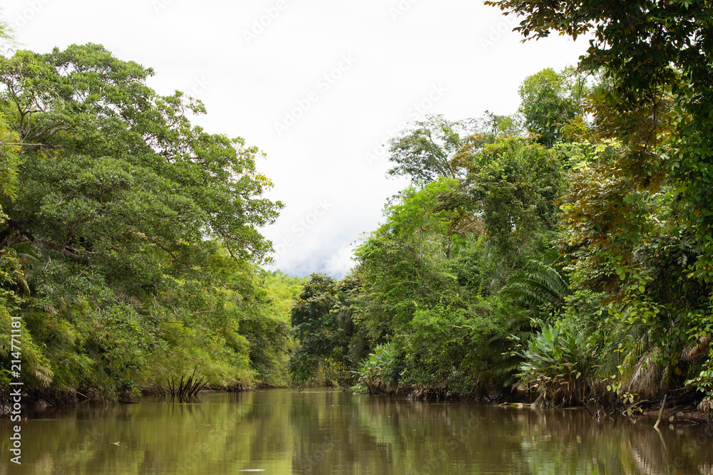 Mangrove tour in Sierpe, Costa Rica
