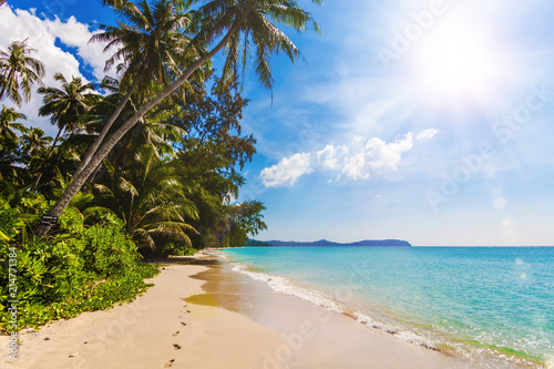 tropical beach. Beautiful beach with palm trees