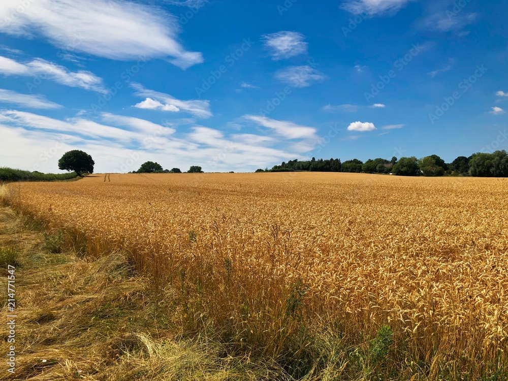 Fototapeta premium Summer Wheat Field Landscape