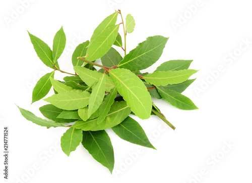 Bunch of freshly picked aromatic bay leaves herb