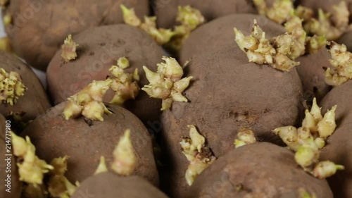 Wallpaper Mural Closeup macro view of many brown sprouting potatoes rotate. Real time full hd video footage. Torontodigital.ca