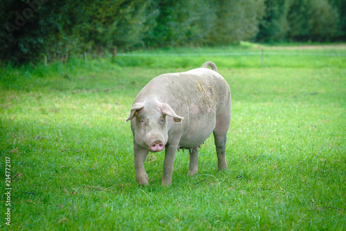 Farmland with pigs. Pastureland in valley © EwaStudio