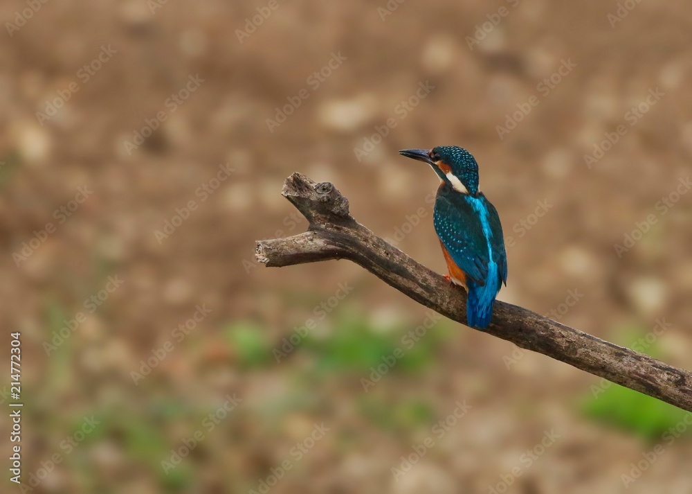 Kingfisher on a branch Kingfisher on a branch
