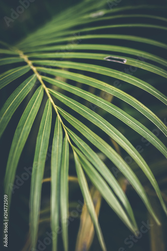 Creative tropical green leaves layout. Tropical palm background.