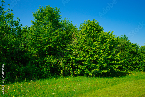 Green spring field. grass field
