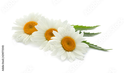 Beautiful chamomile flowers on white background