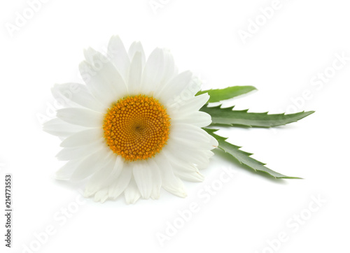Fototapeta Naklejka Na Ścianę i Meble -  Beautiful chamomile flower on white background