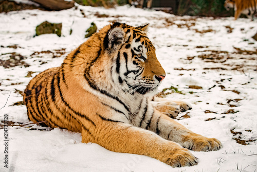 Tiger in the snow