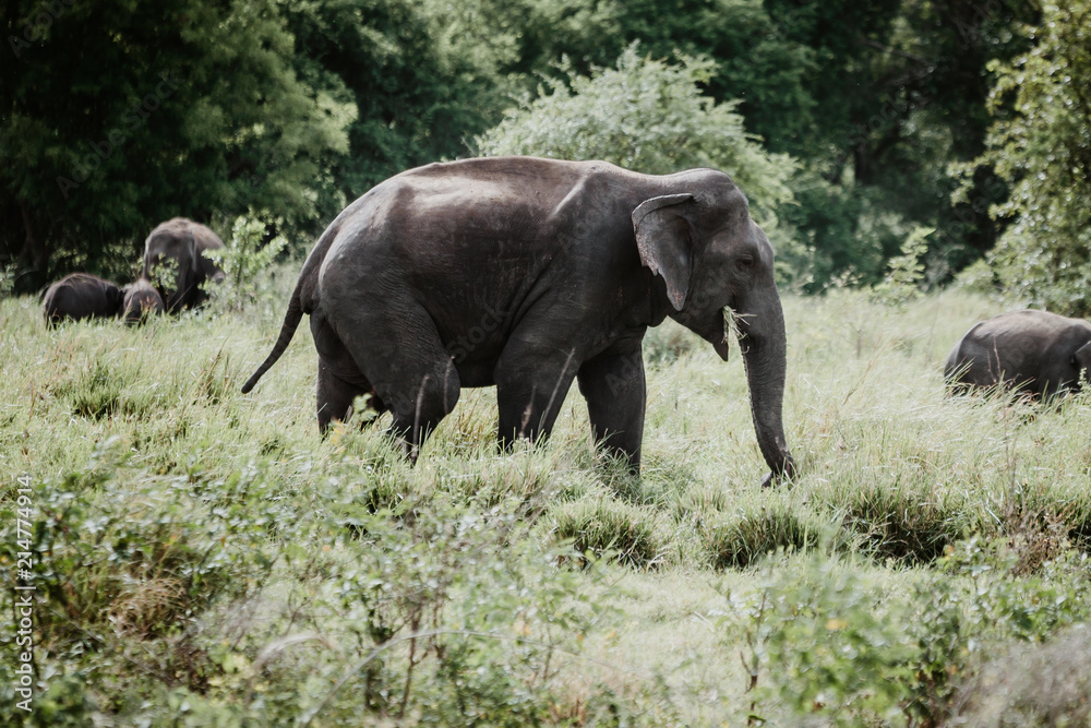 Elephants in a National Park from Sri Lanka