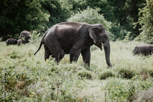 Elephants in a National Park from Sri Lanka