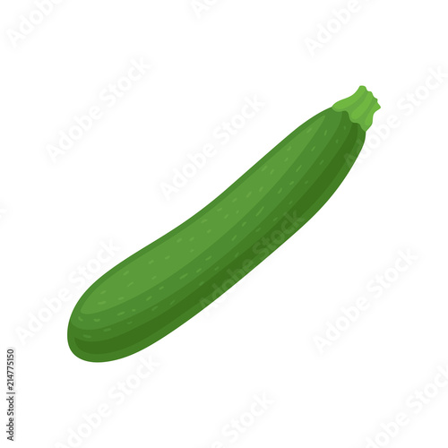 Fresh marrow squash or zucchini. Ripe green vegetable. Natural and healthy food. Ingredient for vegetarian dish. Flat vector icon