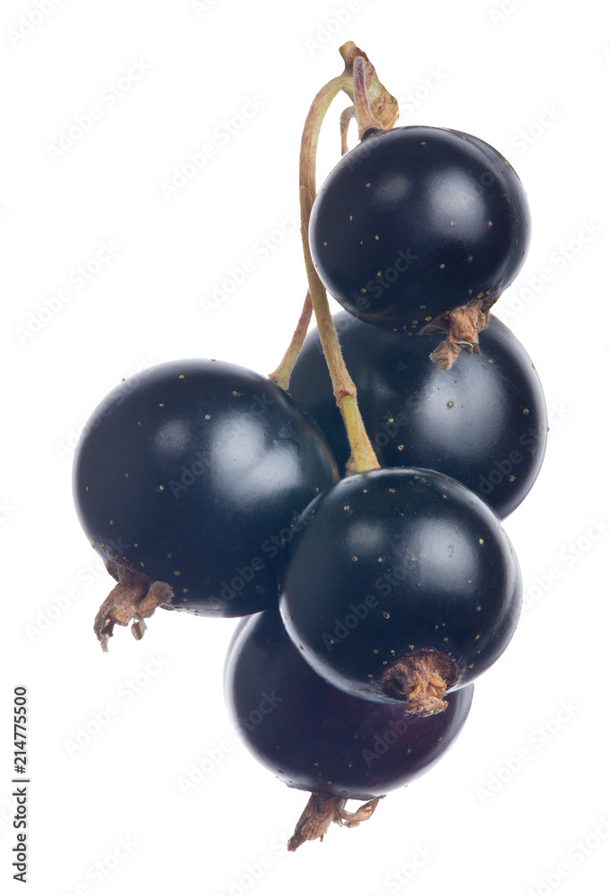 five black currant berries on white five black currant berries on white