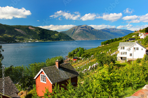 Fruit gardens on coasts of the Hardanger fjord, Hordaland county, Norway. photo