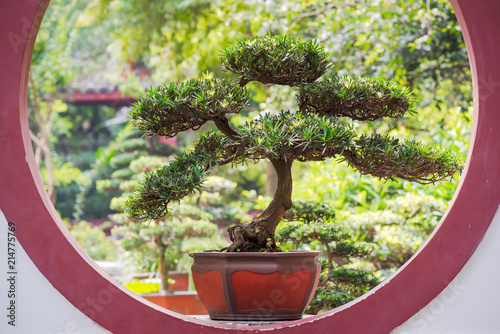 Bonsai tree on a circular window photo