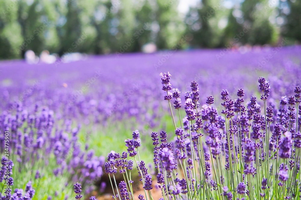 Naklejka premium Violet lavender blooming fields in furano, hokaido, japan.Closeup focus ,flowers background.