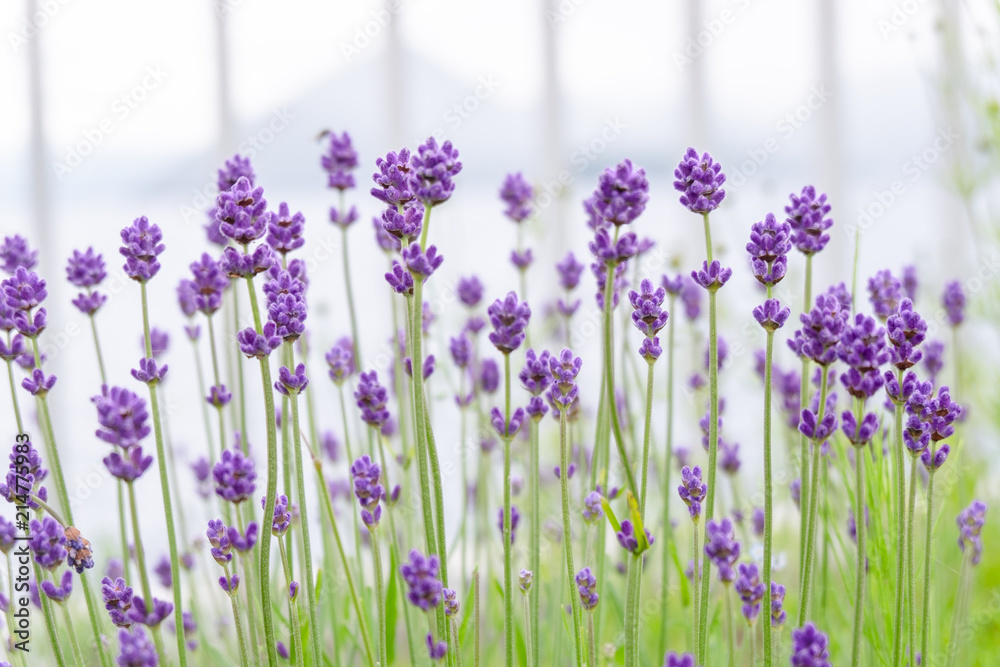 Naklejka premium Violet lavender blooming fields in furano, hokaido, japan.Closeup focus ,flowers background.