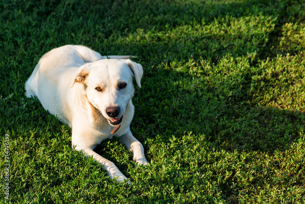Labrador retriever lies on grass