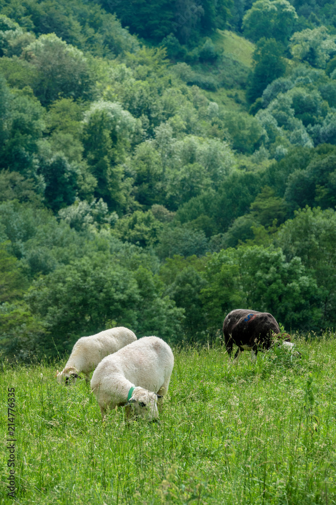 herds of sheep in a mountain pasture in southern France