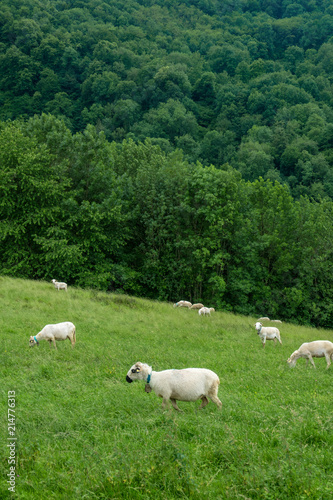 herds of sheep in a mountain pasture in southern France © flydragon