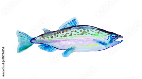 Watercolor painting pink salmon fish. Humpback atlantic, vector illustration with details and optimized specks to be used in packaging design, decoration, educational graphics, etc