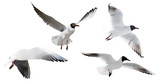 small cutout four flying black-headed gulls