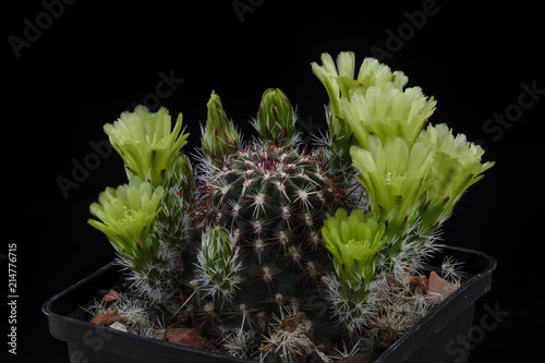 Cactus Echinocereus viridiflorus with flower isolated on Black. photo