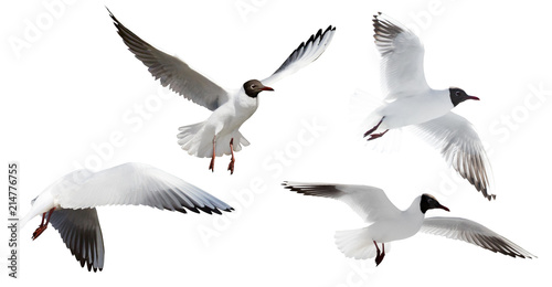 small cutout four flying black-headed gulls