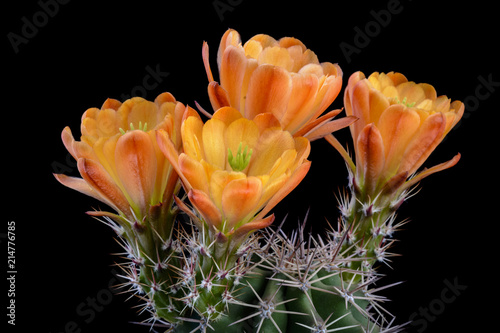 Cactus Echinocereus triglochidiatus gurneyi with flower isolated on Black. photo