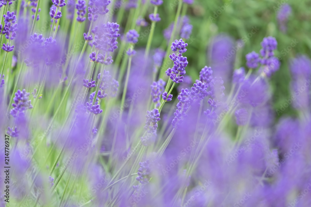 Naklejka premium Violet lavender blooming fields in furano, hokaido, japan.Closeup focus ,flowers background.