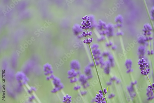 Violet lavender blooming fields in furano  hokaido  japan.Closeup focus  flowers background.