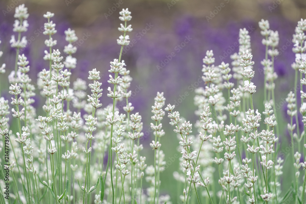 Obraz premium Violet lavender blooming fields in furano, hokaido, japan.Closeup focus ,flowers background.