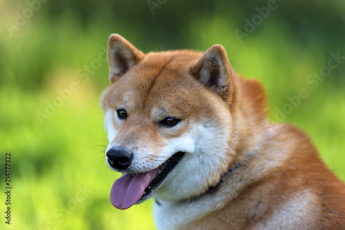 red Shiba inu dog in summer photo