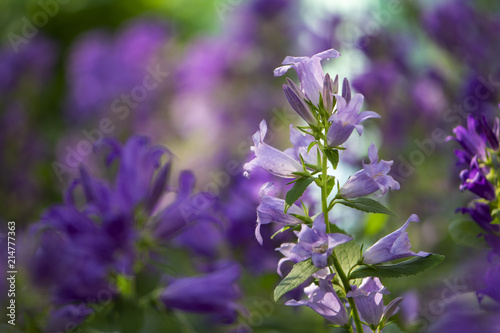 Flower lilac bell in the garden on the background of flowers photo