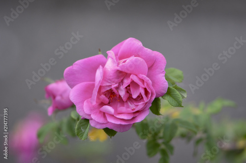 Pink flower wild rose on a gray background