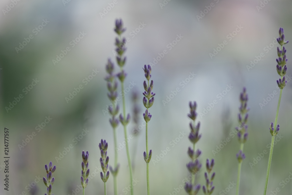 Fototapeta premium Violet lavender blooming fields in furano, hokaido, japan.Closeup focus ,flowers background.