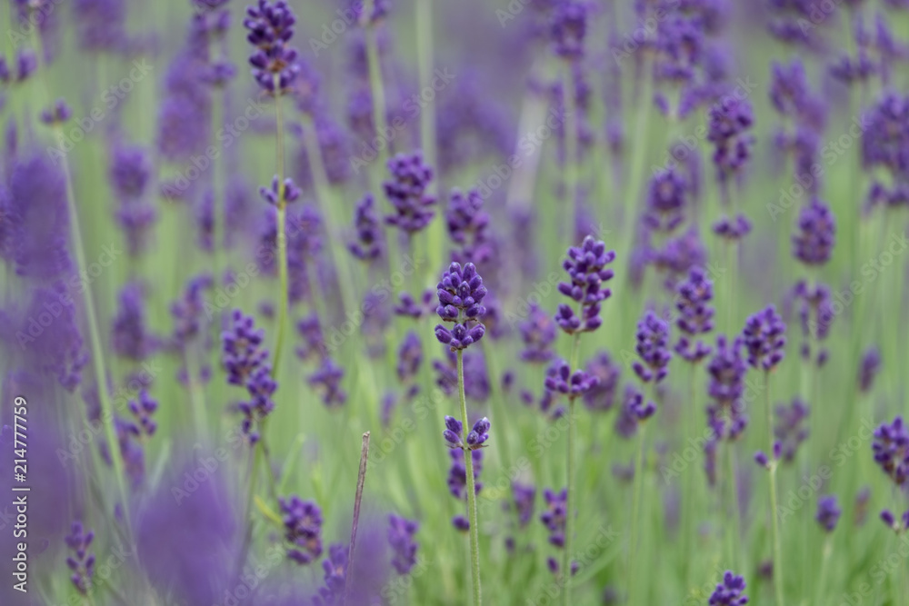 Violet lavender blooming fields in furano, hokaido, japan.Closeup focus ,flowers background. Violet lavender blooming fields in furano, hokaido, japan.Closeup focus ,flowers background.
