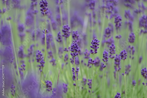 Violet lavender blooming fields in furano  hokaido  japan.Closeup focus  flowers background.