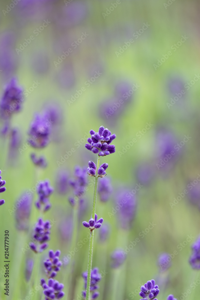 Violet lavender blooming fields in furano, hokaido, japan.Closeup focus ,flowers background. Violet lavender blooming fields in furano, hokaido, japan.Closeup focus ,flowers background.