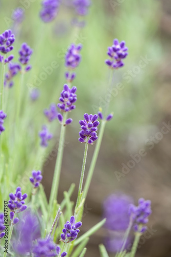 Violet lavender blooming fields in furano  hokaido  japan.Closeup focus  flowers background.