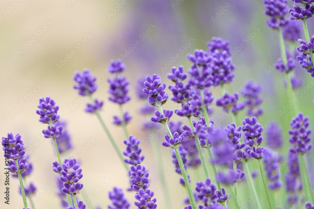 Naklejka premium Violet lavender blooming fields in furano, hokaido, japan.Closeup focus ,flowers background.