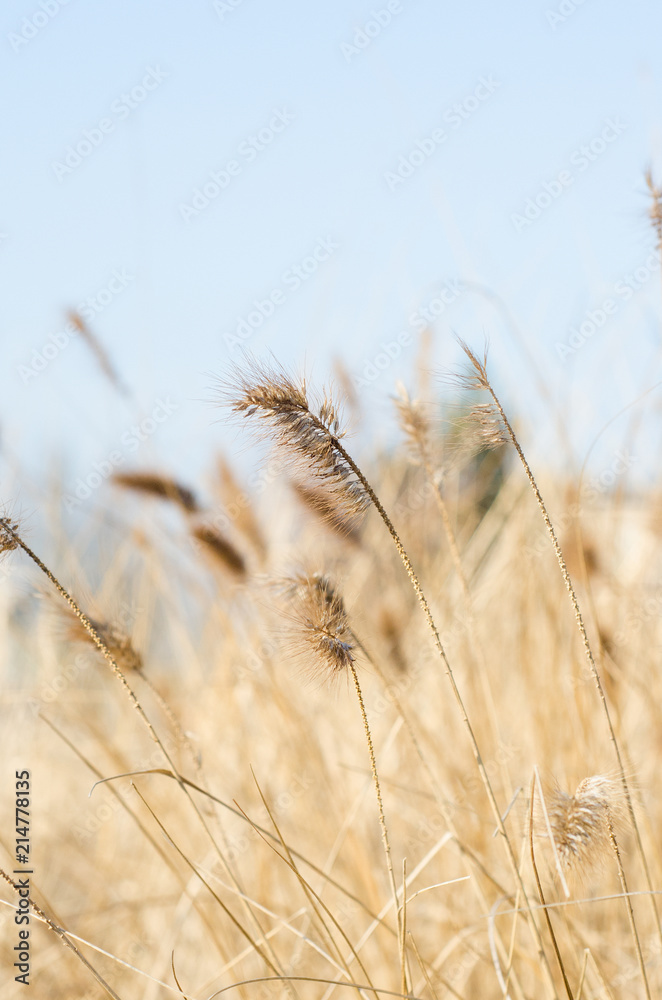 Fototapeta premium Close up of marram grass