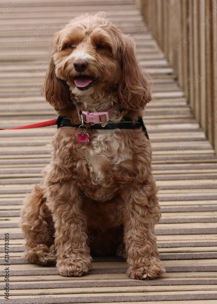 Pippa smiling Pippa smiling