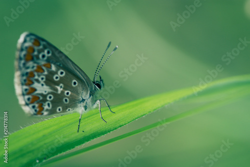 insecte papillon seul de profil azuré commun en été en plan rapproché dans une prairie sur un brin d'herbe