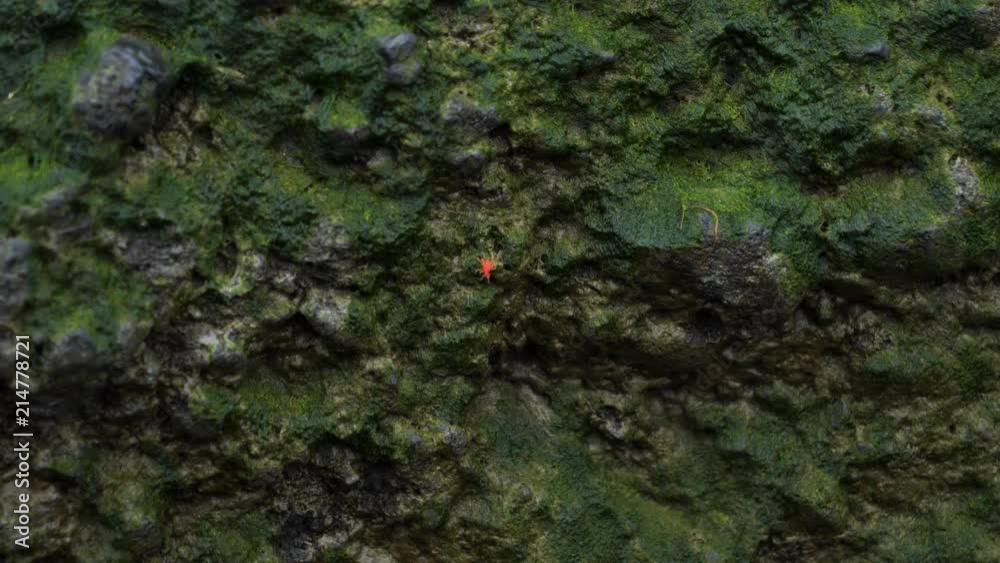little orange spider walking on moss rock iceland little orange spider walking on moss rock iceland