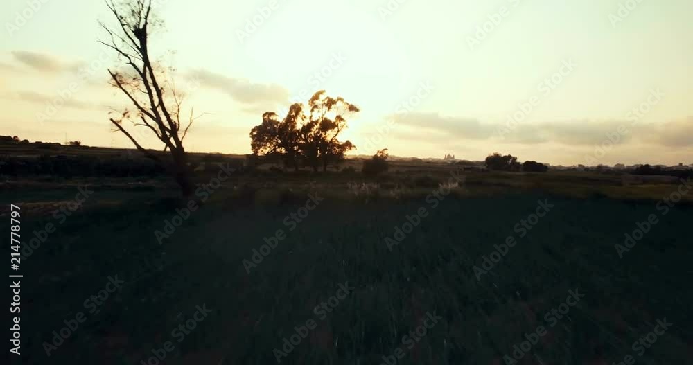 Aerial shot passes close to a tree in silhouette Aerial shot passes close to a tree in silhouette