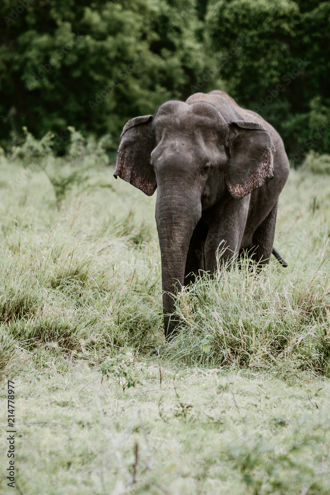Elephants in a National Park from Sri Lanka
