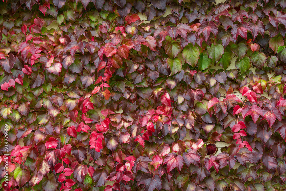 Multicolored Wet Ivy Leaves With Raindrops. Colorful Ivy Leaves In Autumn, White Wall As Background. Wall Of Red Ivy. Ivy Hedge Background Texture. Wet Autumn Foliage